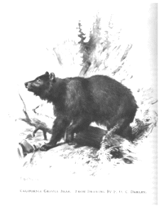 Our Yosemite National Park. vist0061x bear